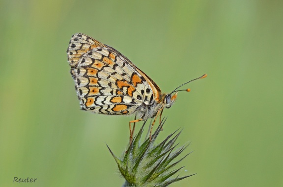 Wegerich-Scheckenfalter (Melitaea cinxia)